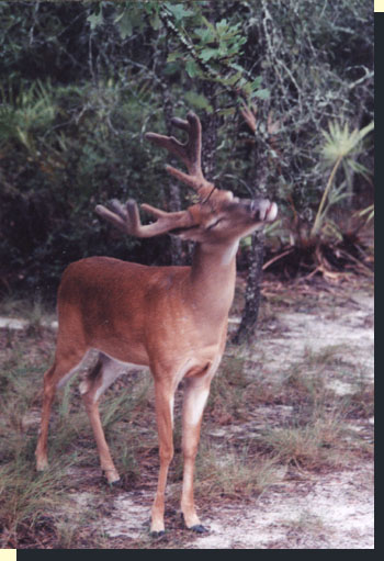 Deer Antlers Are Made Of True Bone That Is Fed By The Covering Of Velvet 