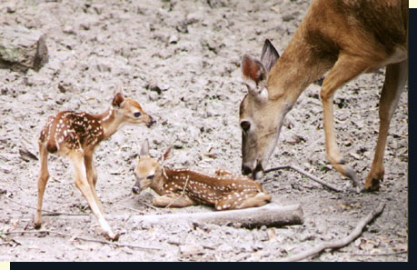 when do whitetail deer give birth